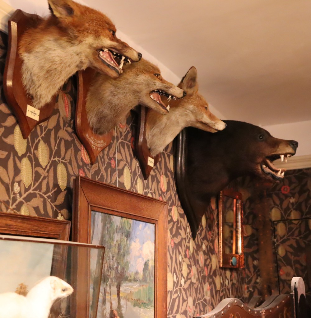 Victorian Taxidermy- Black Bear head by Rowland Ward of London  View XII