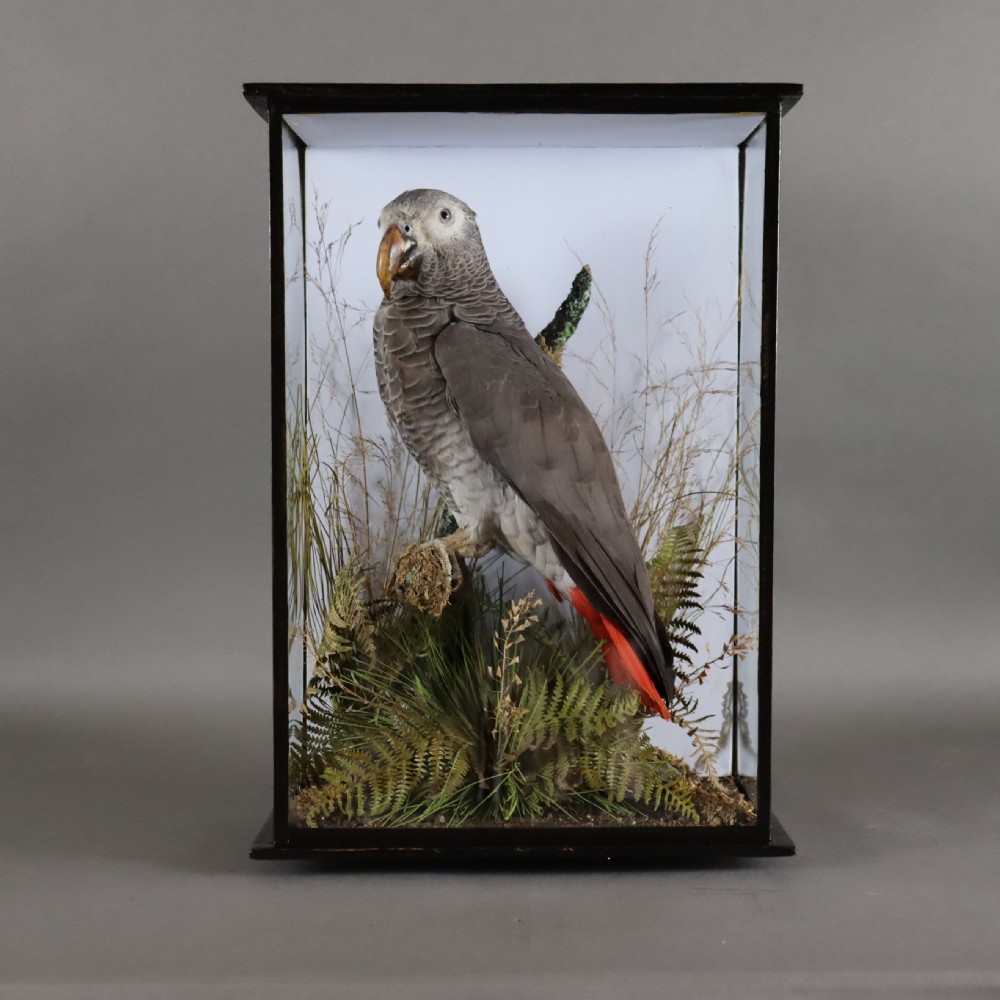 A Victorian taxidermy African Grey parrot with red tail feathers mounted inside a glazed black wooden case with dried foliage.