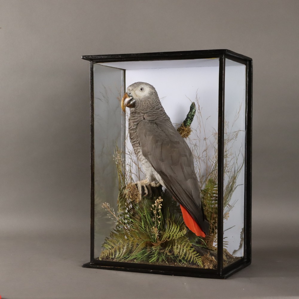 A Victorian taxidermy African Grey parrot with red tail feathers mounted inside a glazed black wooden case with dried foliage. View II