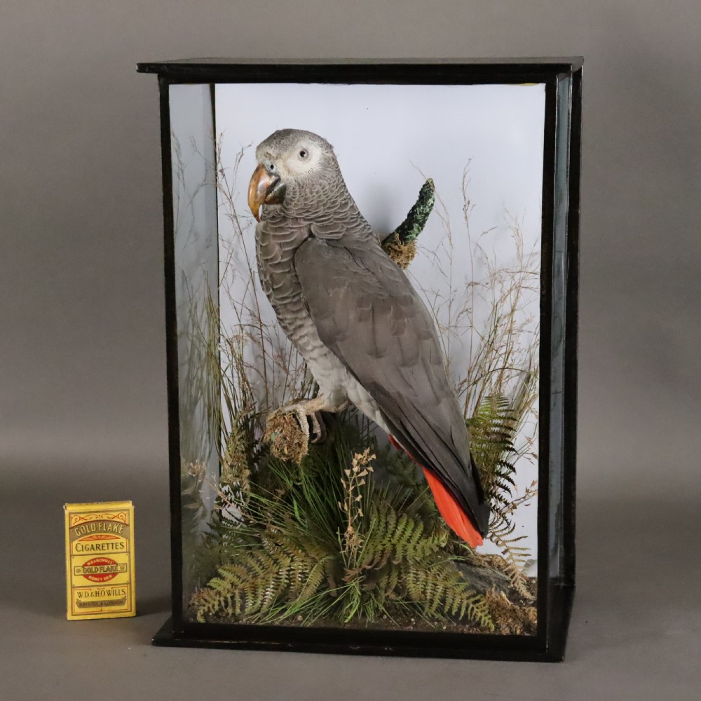 A Victorian taxidermy African Grey parrot with red tail feathers mounted inside a glazed black wooden case with dried foliage. View III