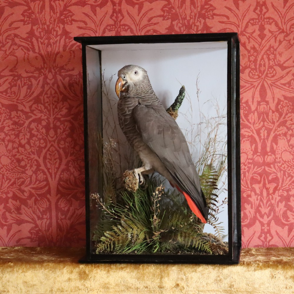 A Victorian taxidermy African Grey parrot with red tail feathers mounted inside a glazed black wooden case with dried foliage. View VI