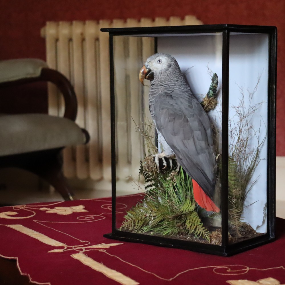 A Victorian taxidermy African Grey parrot with red tail feathers mounted inside a glazed black wooden case with dried foliage. View VII