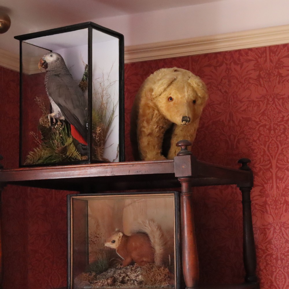 A Victorian taxidermy African Grey parrot with red tail feathers mounted inside a glazed black wooden case with dried foliage. View VIII