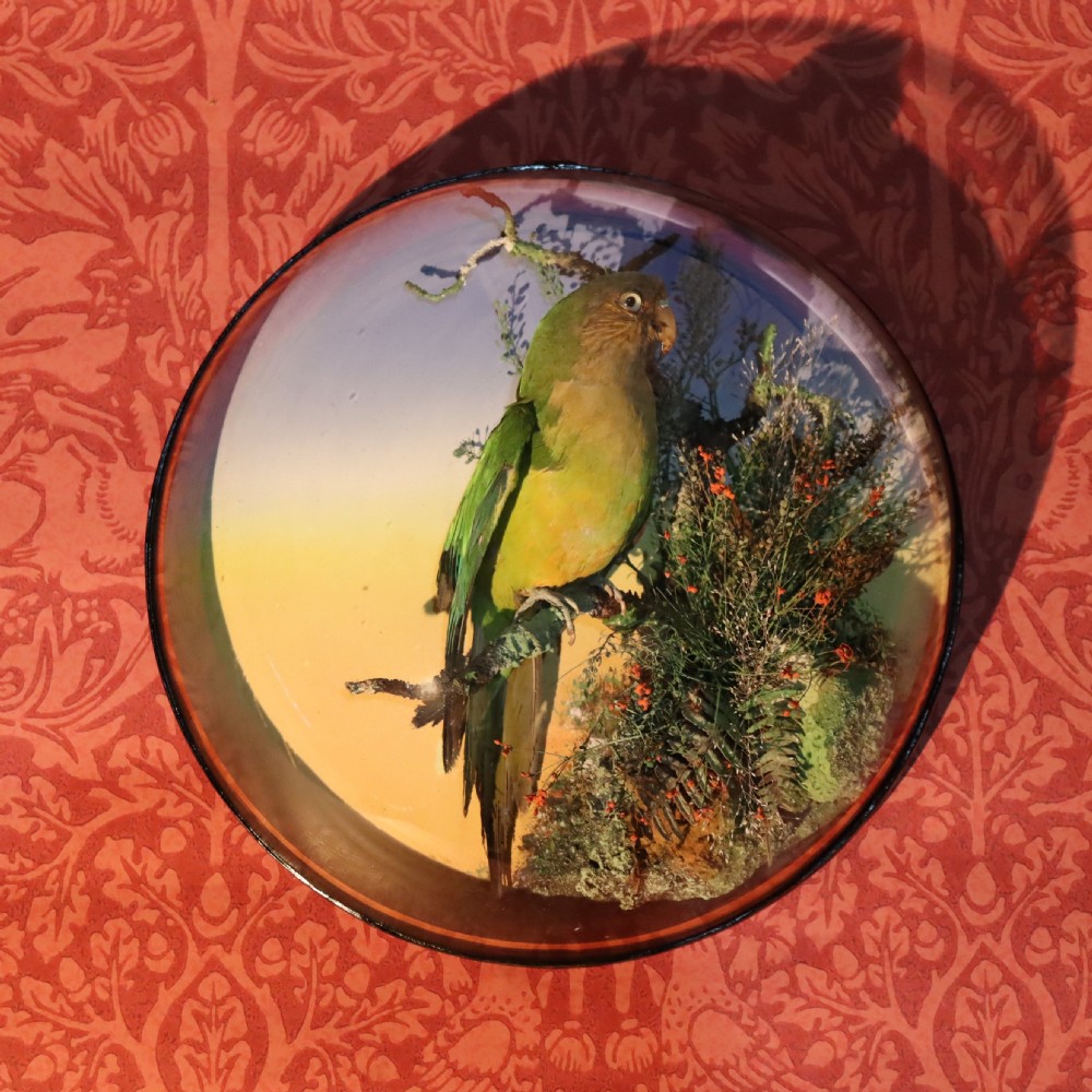 Victorian Taxidermy- Cape Parrot (Poicephalus robustus) by the famous London taxidermy firm of James Gardner