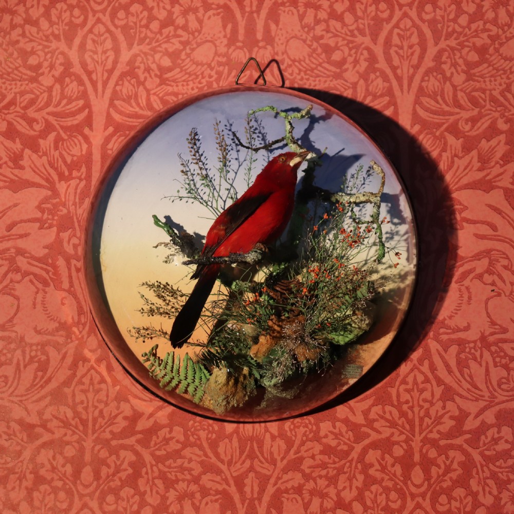 Victorian Taxidermy- Scarlet Tanager by the famous London taxidermy firm of James Gardner