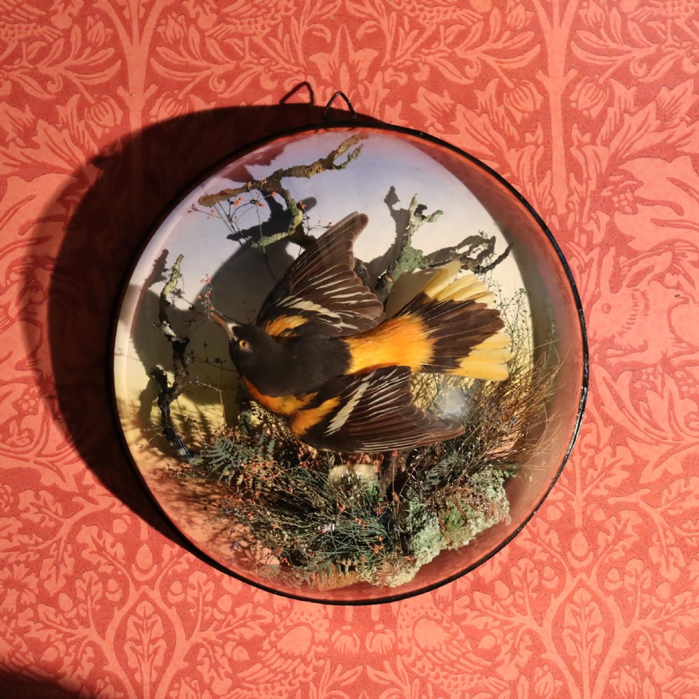Victorian Taxidermy- Baltimore Oriole by the famous London taxidermy firm of James Gardner