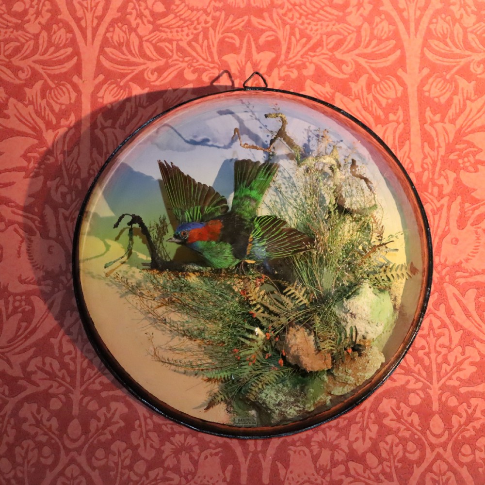 Victorian Taxidermy- Red-necked tanager (Tangara cyanocephala) by the famous London taxidermy firm of James Gardner. 