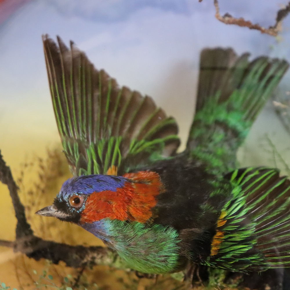 Victorian Taxidermy- Red-necked tanager (Tangara cyanocephala) by the famous London taxidermy firm of James Gardner.  View IV