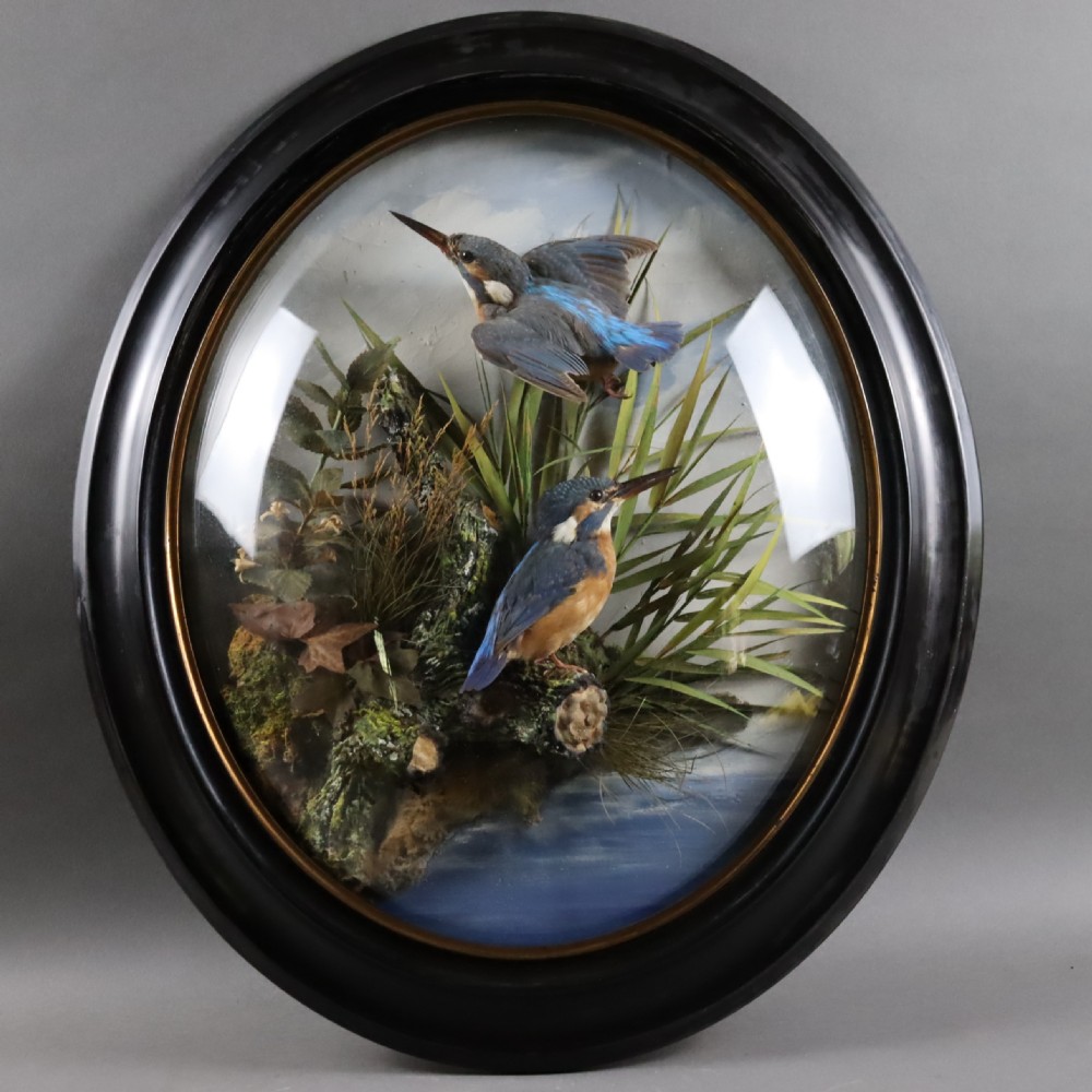 Victorian Taxidermy:  Pair of Kingfishers in convex wall dome by Allen & Co of York