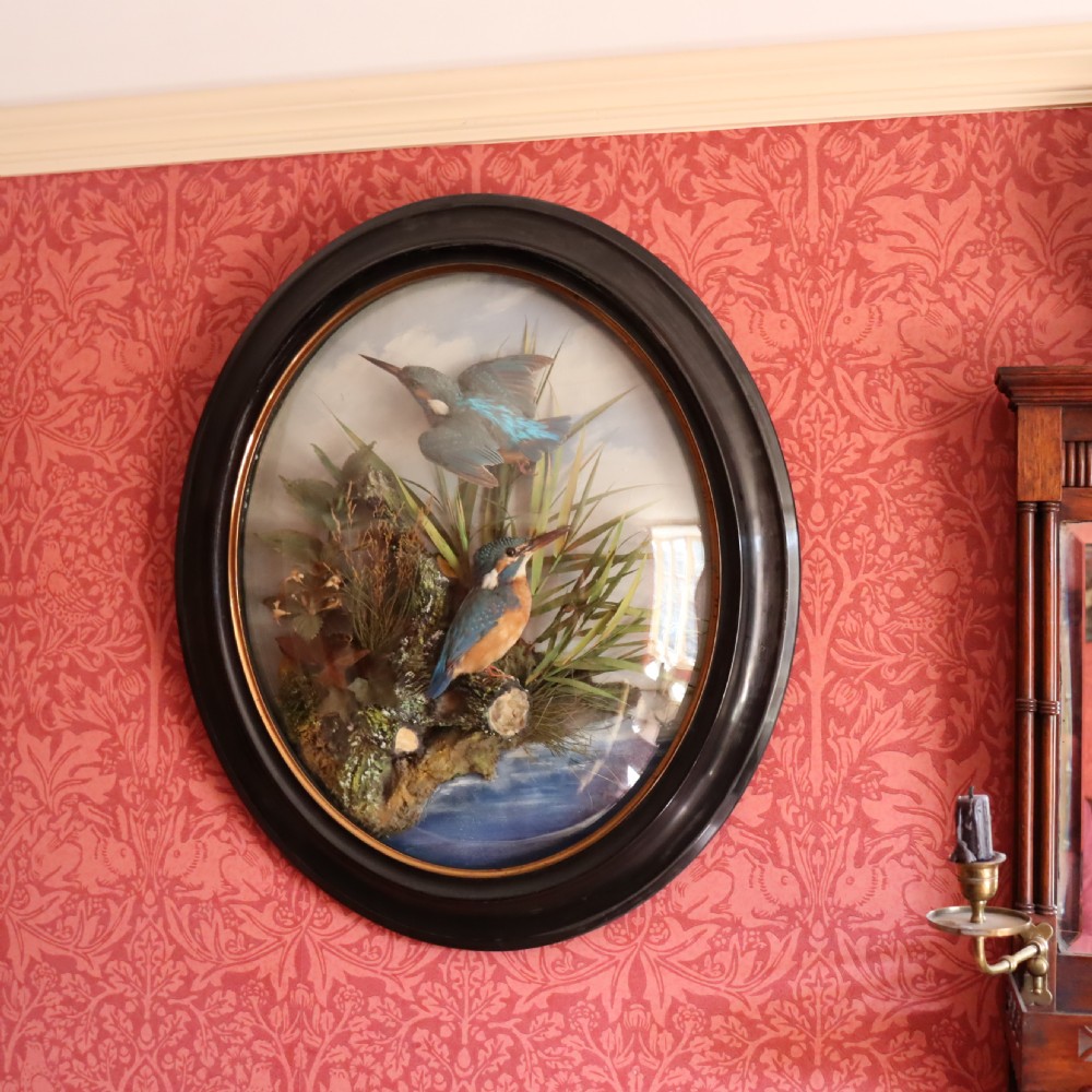 Victorian Taxidermy:  Pair of Kingfishers in convex wall dome by Allen & Co of York View II