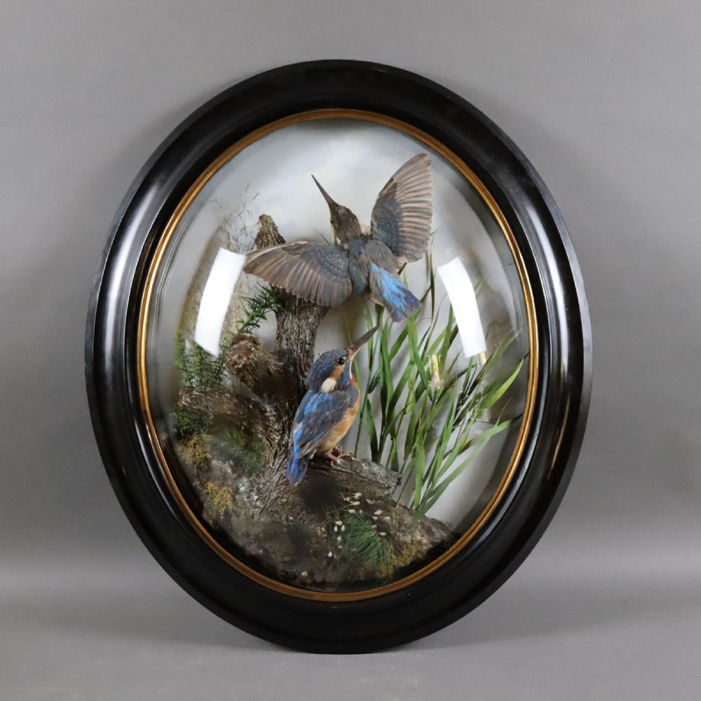 Victorian Taxidermy:  Pair of Kingfishers in convex wall dome by Allen & Co of York