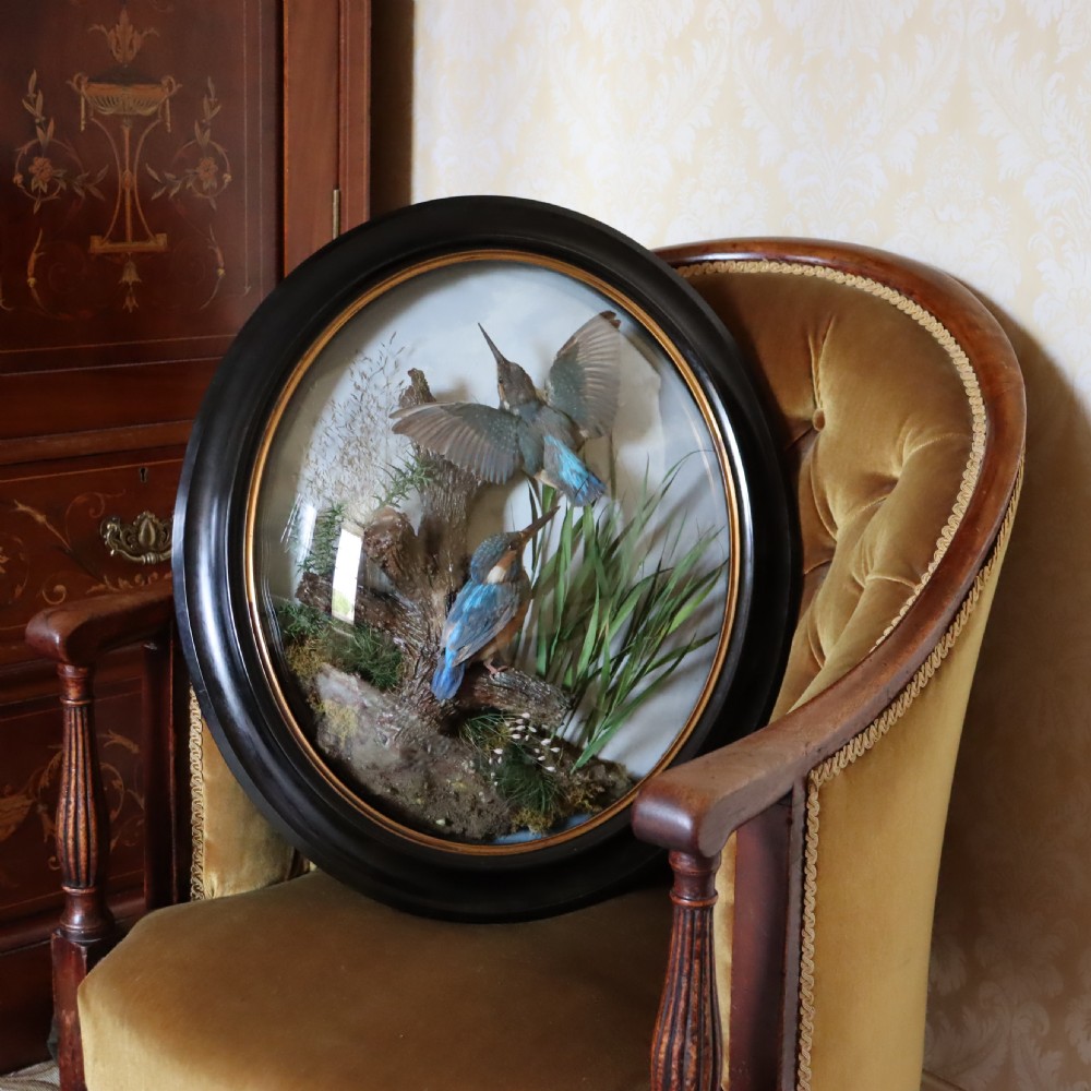 Victorian Taxidermy:  Pair of Kingfishers in convex wall dome by Allen & Co of York View II