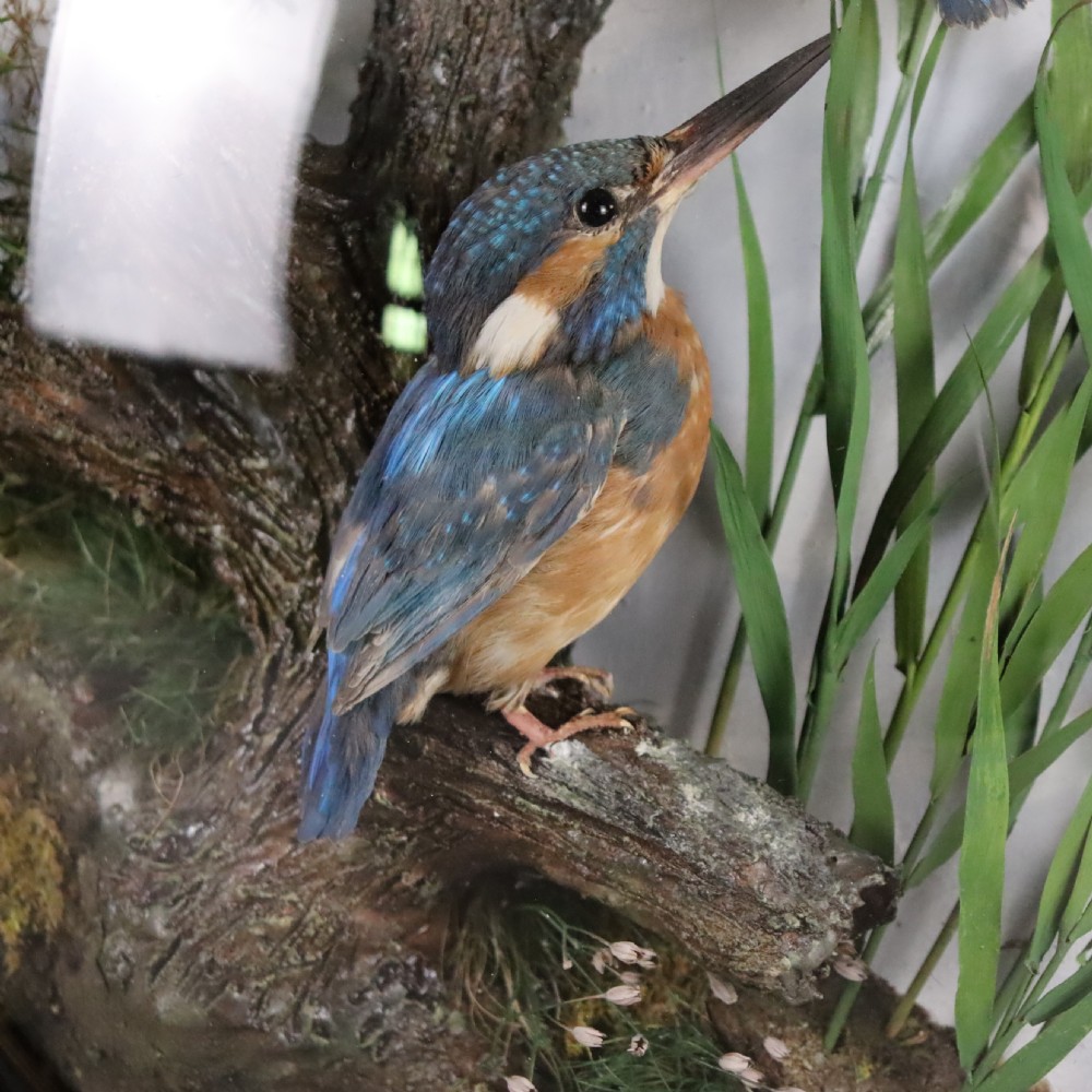 Victorian Taxidermy:  Pair of Kingfishers in convex wall dome by Allen & Co of York View III