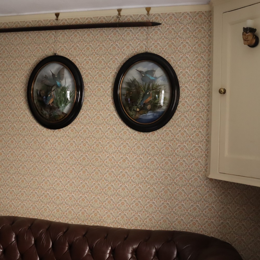 Victorian Taxidermy:  Pair of Kingfishers in convex wall dome by Allen & Co of York View V