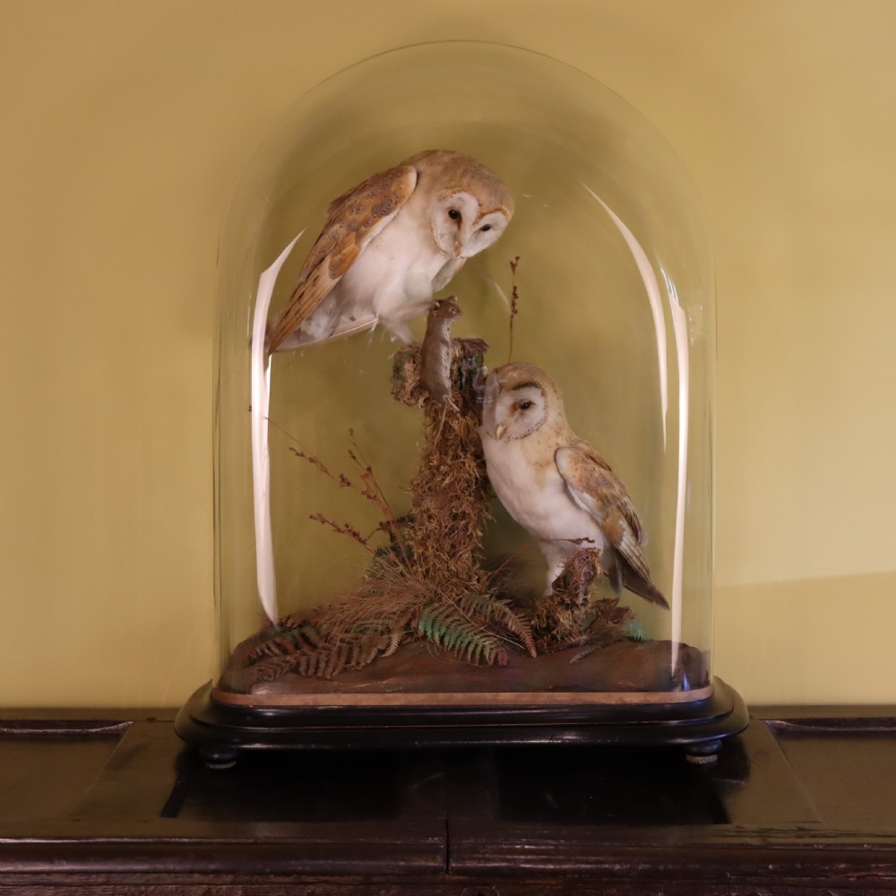 Victorian Taxidermy- Pair of Barn Owls with prey in the manner of Shaw of Shrewsbury
