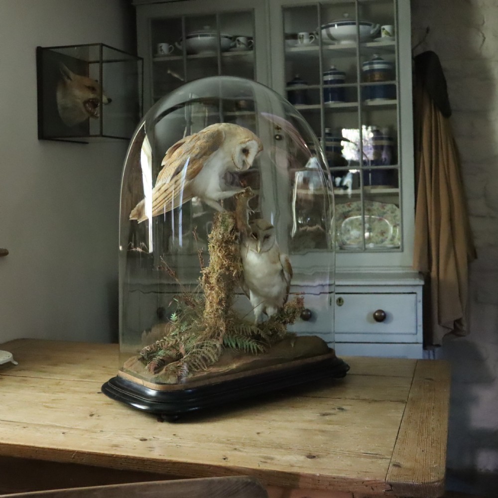 Victorian Taxidermy- Pair of Barn Owls with prey in the manner of Shaw of Shrewsbury View III
