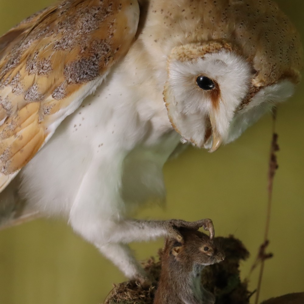 Victorian Taxidermy- Pair of Barn Owls with prey in the manner of Shaw of Shrewsbury View IV