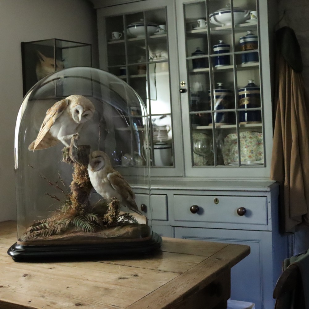 Victorian Taxidermy- Pair of Barn Owls with prey in the manner of Shaw of Shrewsbury View V