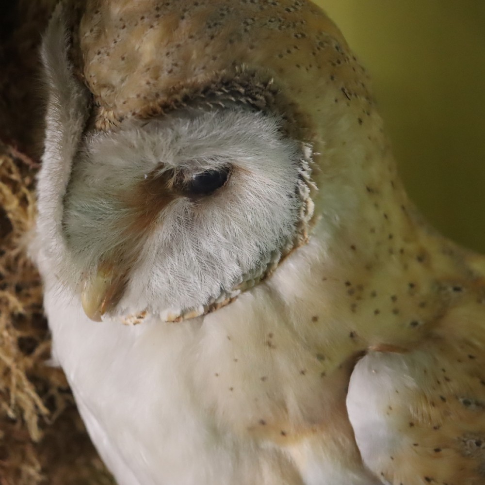 Victorian Taxidermy- Pair of Barn Owls with prey in the manner of Shaw of Shrewsbury View VI