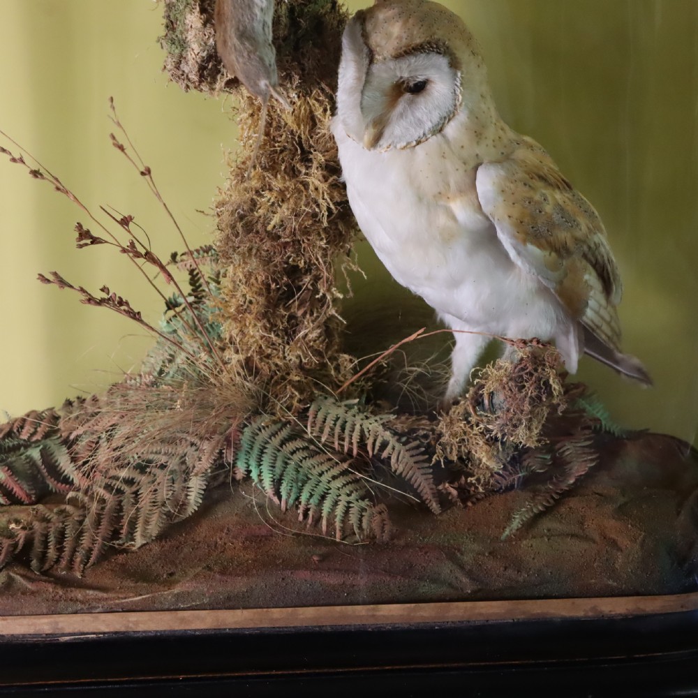 Victorian Taxidermy- Pair of Barn Owls with prey in the manner of Shaw of Shrewsbury View VII