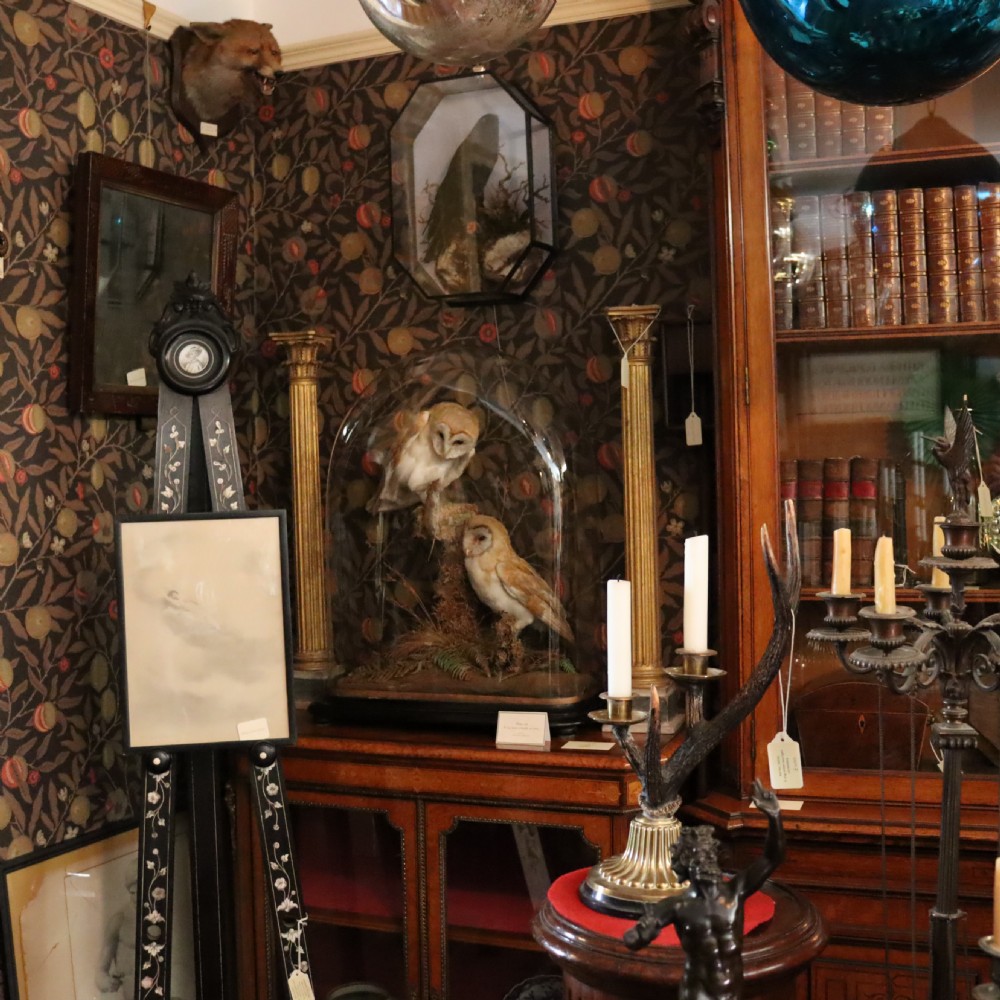 Victorian Taxidermy- Pair of Barn Owls with prey in the manner of Shaw of Shrewsbury View VIII