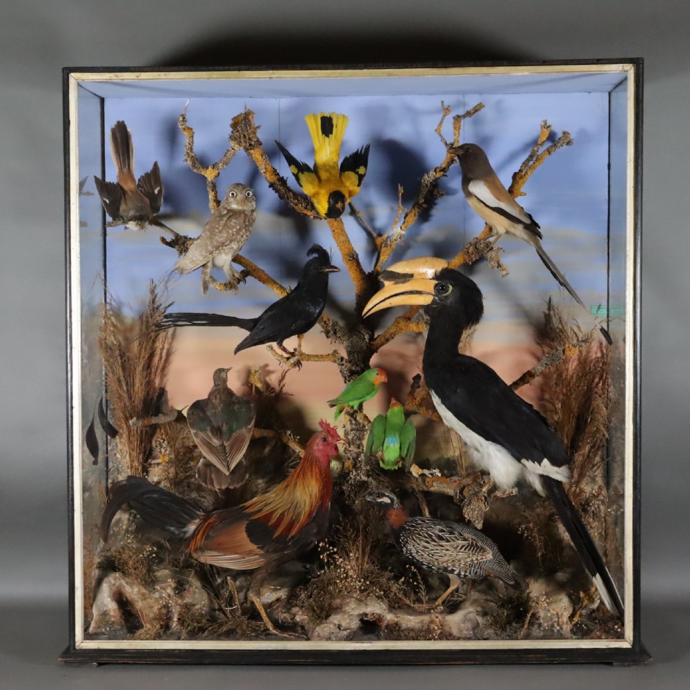 Victorian Taxidermy – Important case of Indian birds by Petherick of Taunton