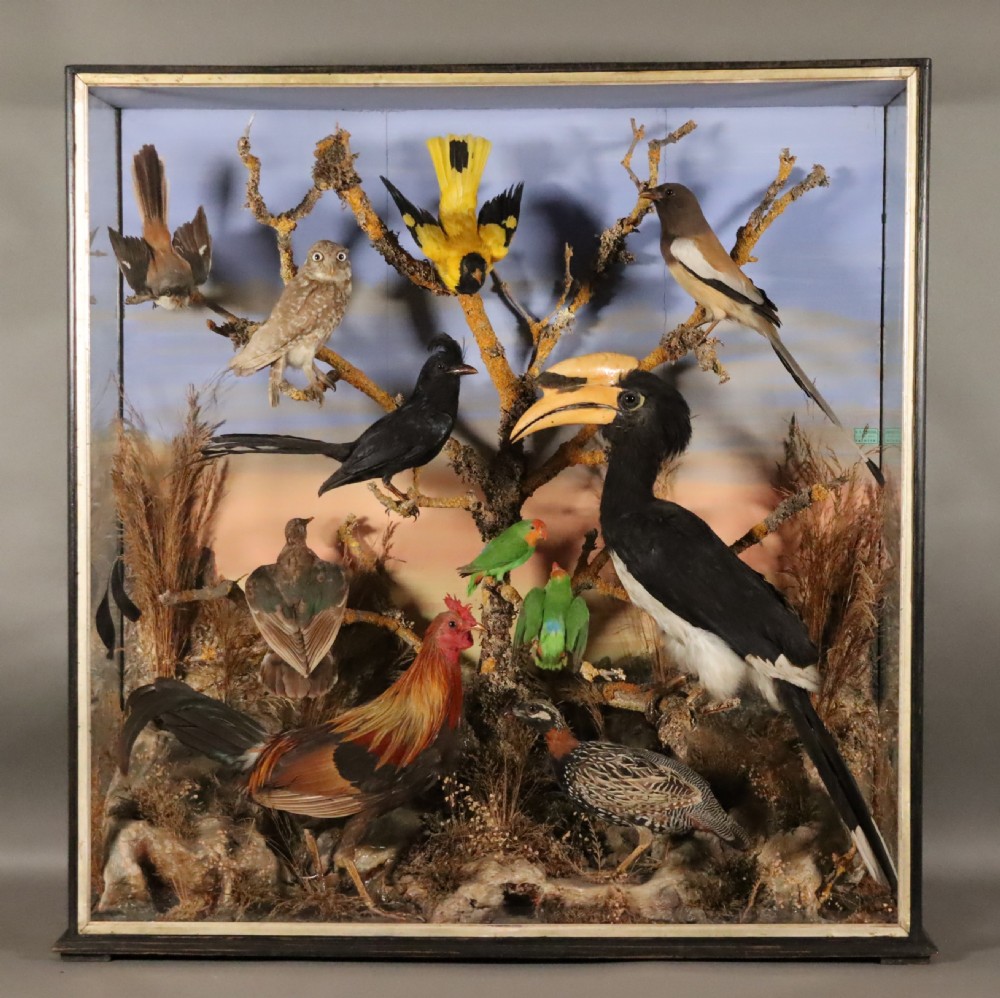 Victorian Taxidermy – Important case of Indian birds by Petherick of Taunton View II