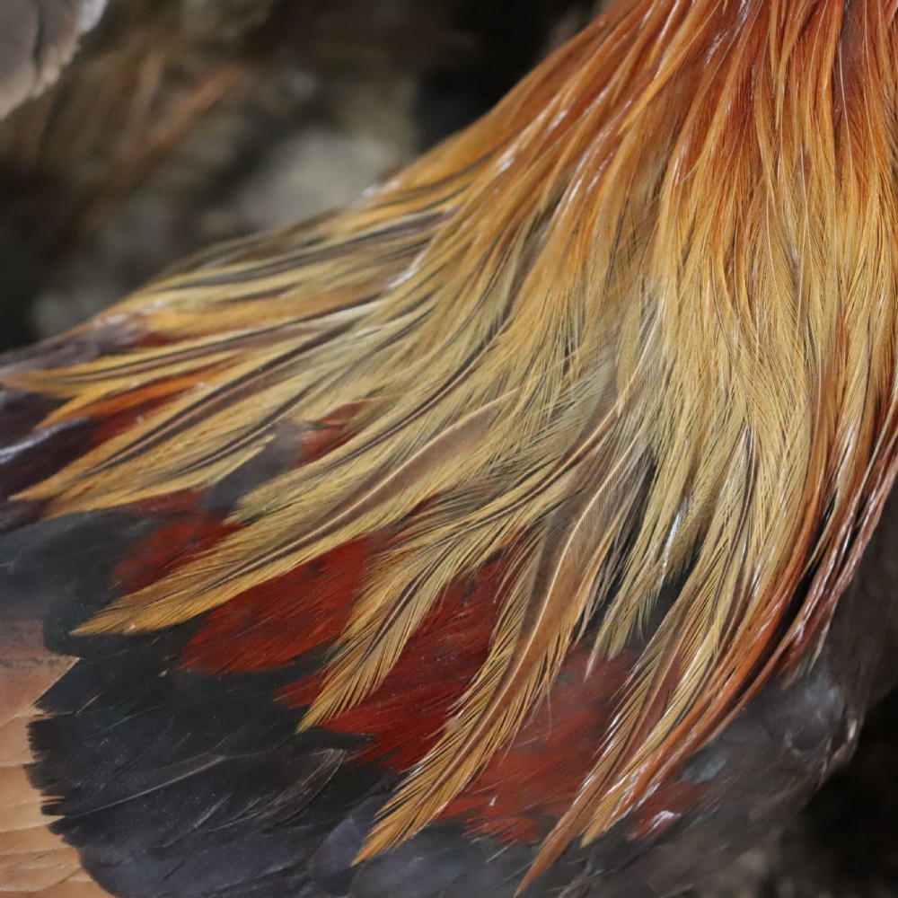 Victorian Taxidermy – Important case of Indian birds by Petherick of Taunton View V