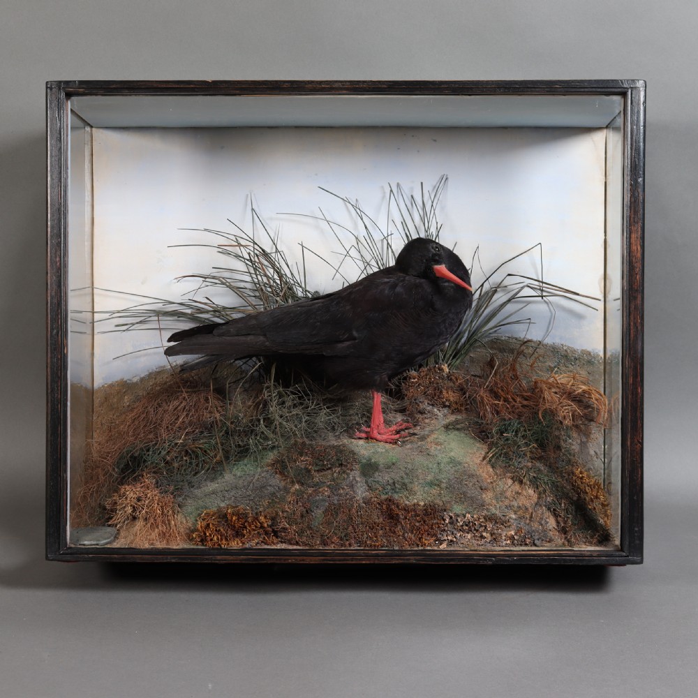Taxidermy- Cornish Chough by F. Coburn. Dated 1908