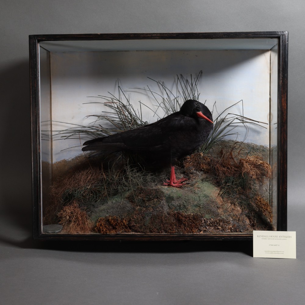 Taxidermy- Cornish Chough by F. Coburn. Dated 1908 View II
