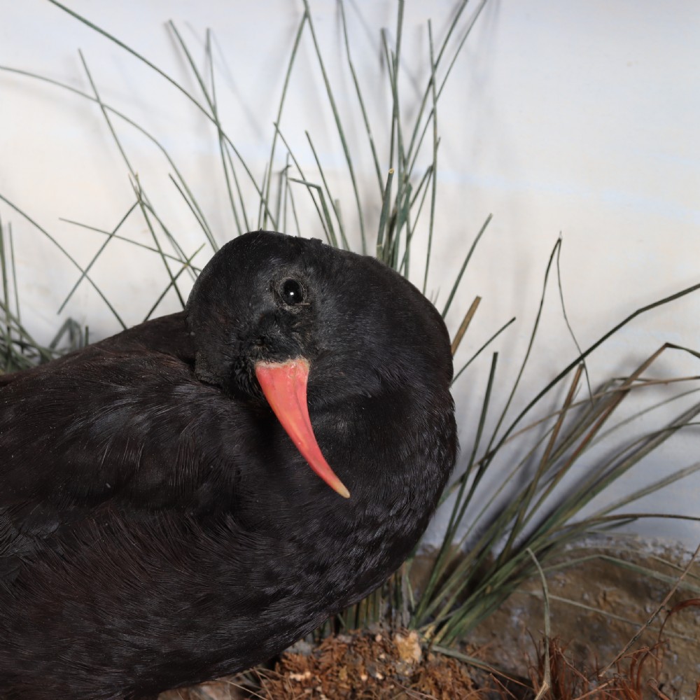 Taxidermy- Cornish Chough by F. Coburn. Dated 1908 View III