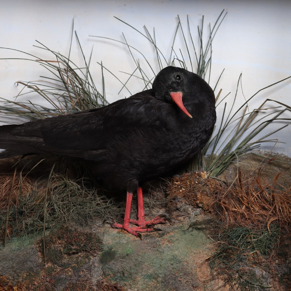 Taxidermy- Cornish Chough by F. Coburn. Dated 1908 View IV