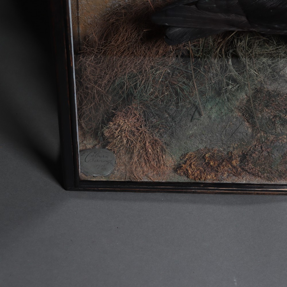 Taxidermy- Cornish Chough by F. Coburn. Dated 1908 View V