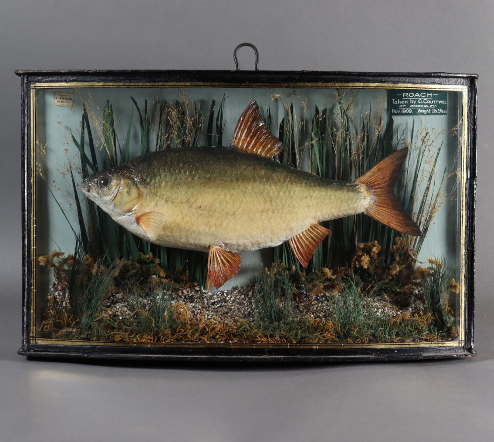 An antique cased Roach fish taxidermy mount by James Jones of London dated 1909 set against reeds and gravel.