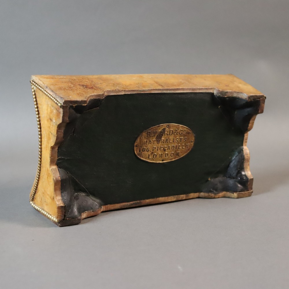 Rowland Ward of London Animal Hide desk tidy. Circa 1885 View II