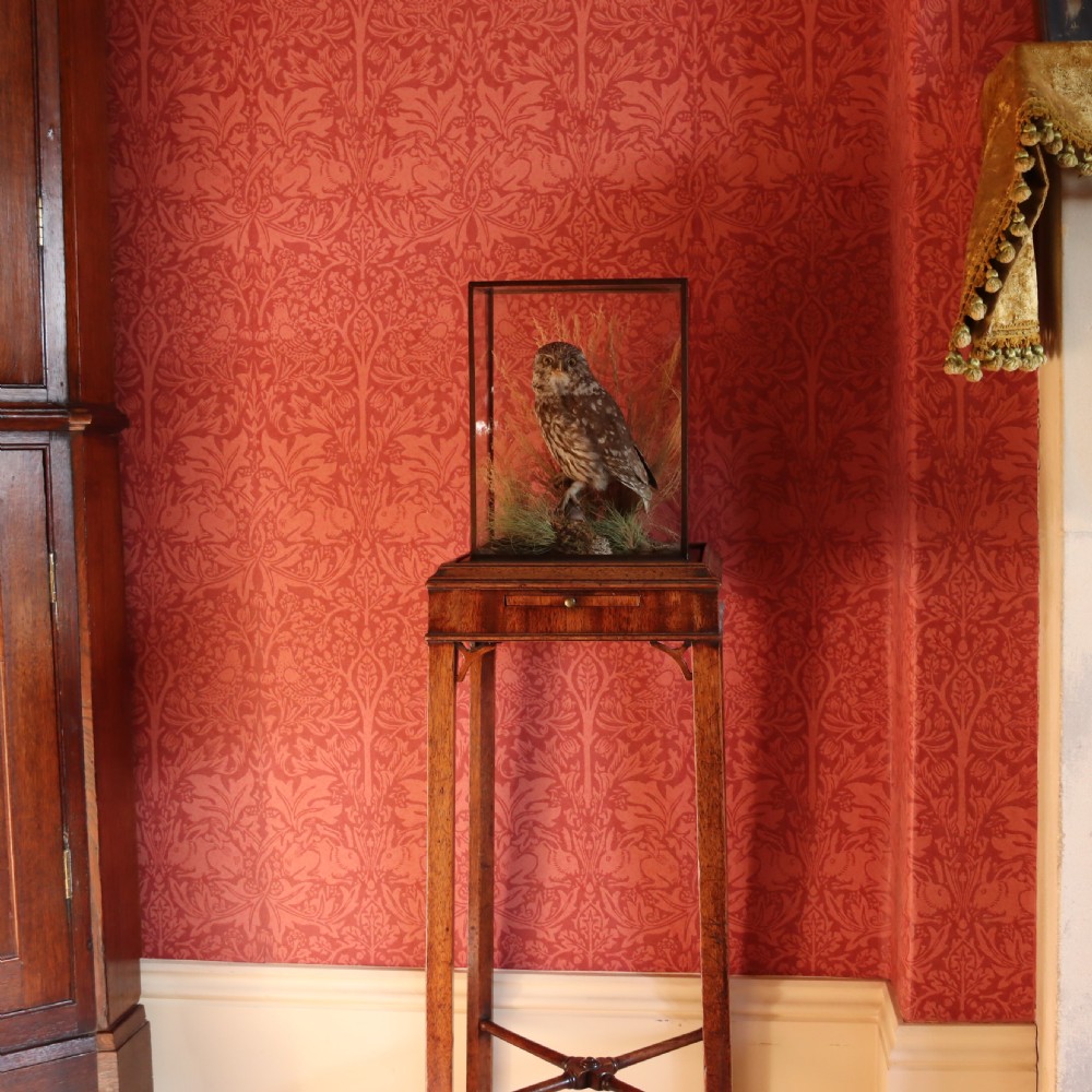 An antique taxidermy Little Owl perched on a small wooden branch surrounded by dried grasses inside a rectangular glass display case. View II