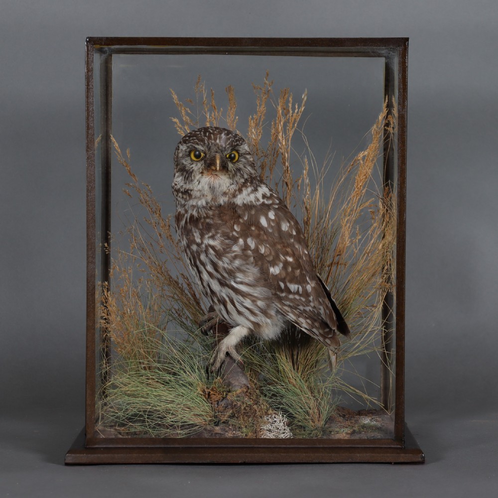 An antique taxidermy Little Owl perched on a small wooden branch surrounded by dried grasses inside a rectangular glass display case.