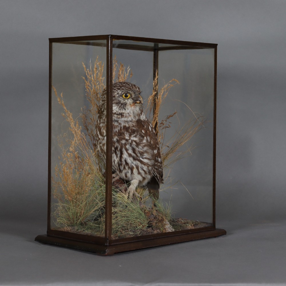 An antique taxidermy Little Owl perched on a small wooden branch surrounded by dried grasses inside a rectangular glass display case. View III