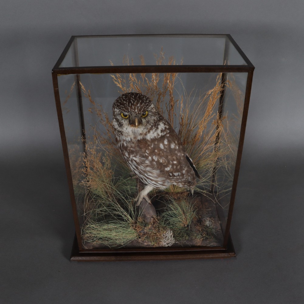 An antique taxidermy Little Owl perched on a small wooden branch surrounded by dried grasses inside a rectangular glass display case. View IV
