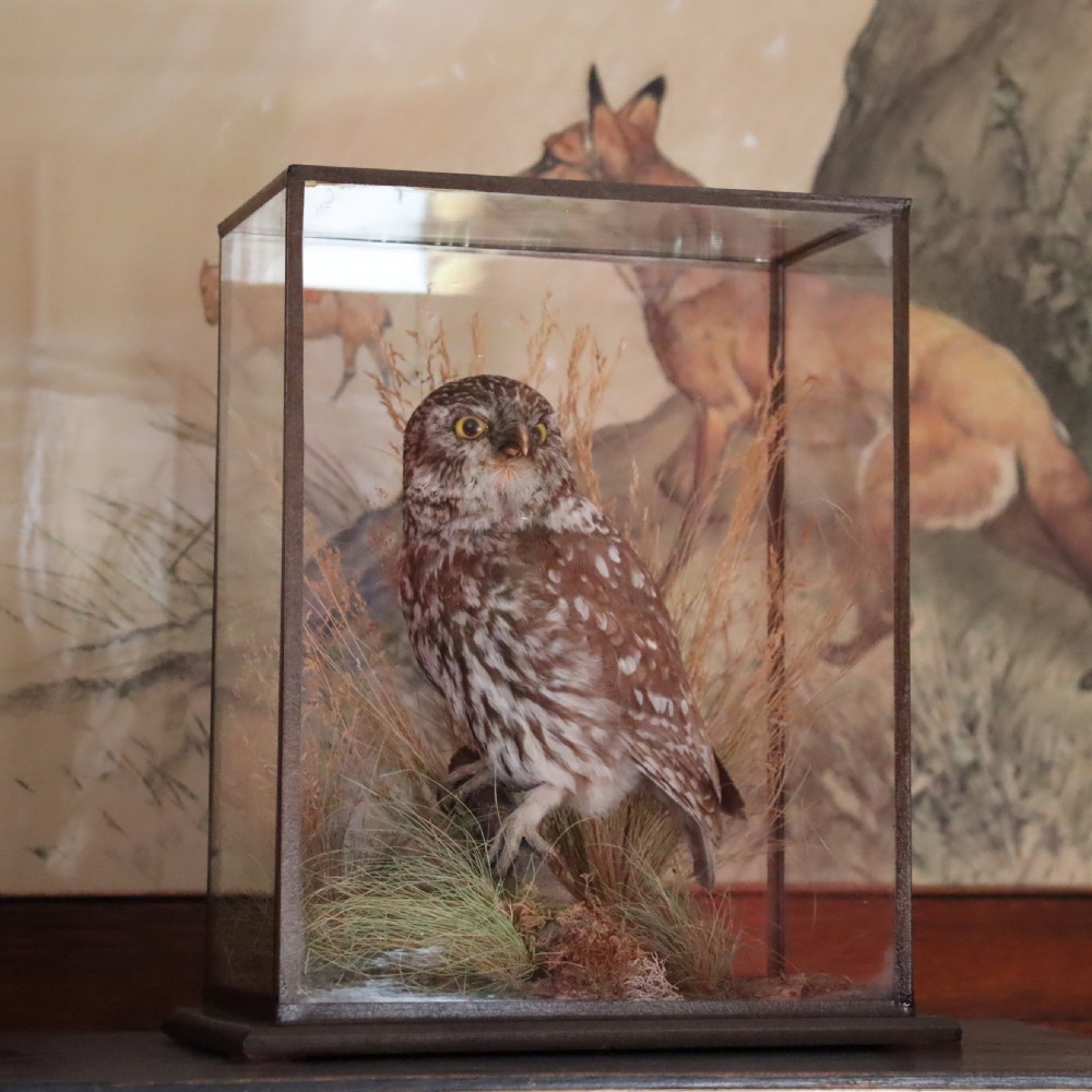 An antique taxidermy Little Owl perched on a small wooden branch surrounded by dried grasses inside a rectangular glass display case. View V