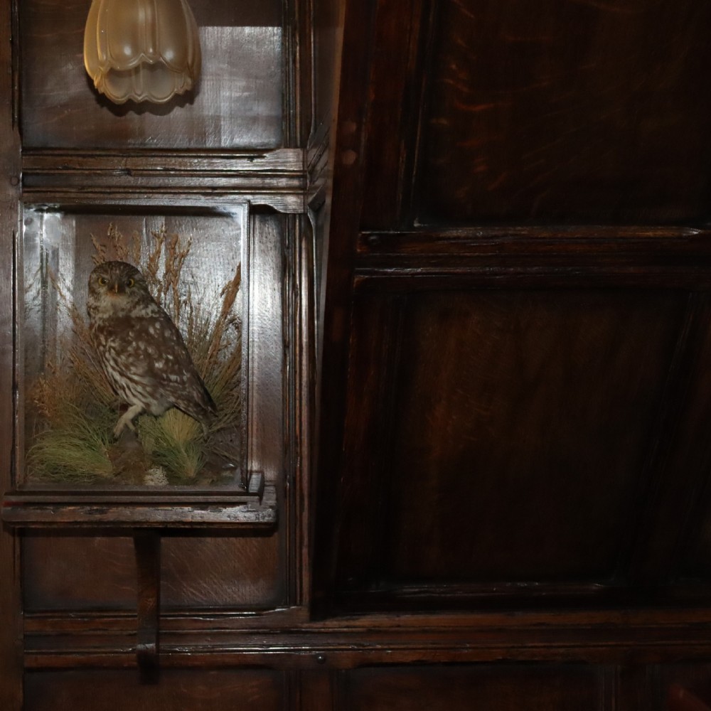 An antique taxidermy Little Owl perched on a small wooden branch surrounded by dried grasses inside a rectangular glass display case. View VI