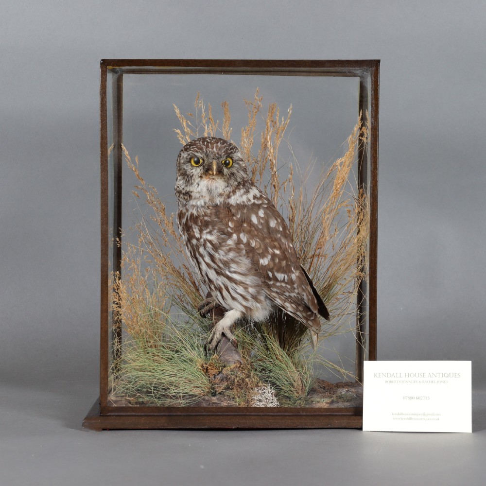 An antique taxidermy Little Owl perched on a small wooden branch surrounded by dried grasses inside a rectangular glass display case. View VII