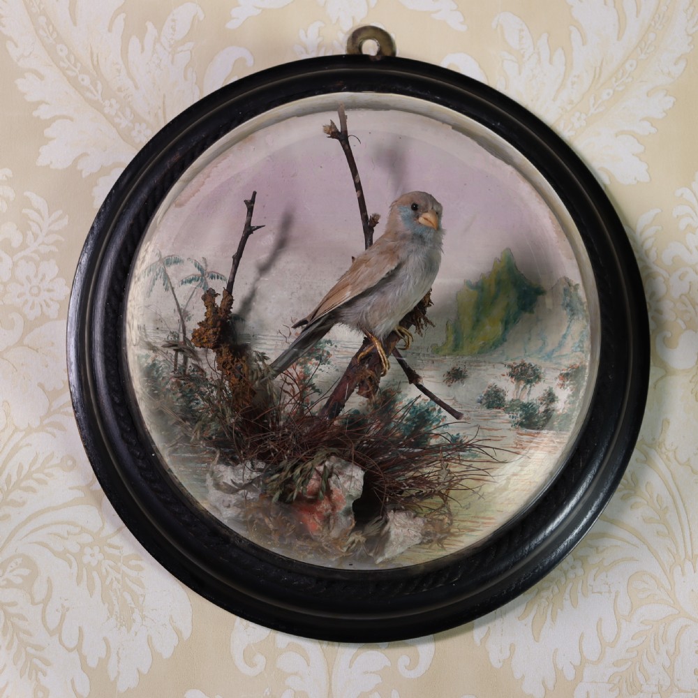 Victorian Taxidermy – stuffed female red-cheeked cordon-bleu (Uraeginthus bengalus) in ebonised wall dome