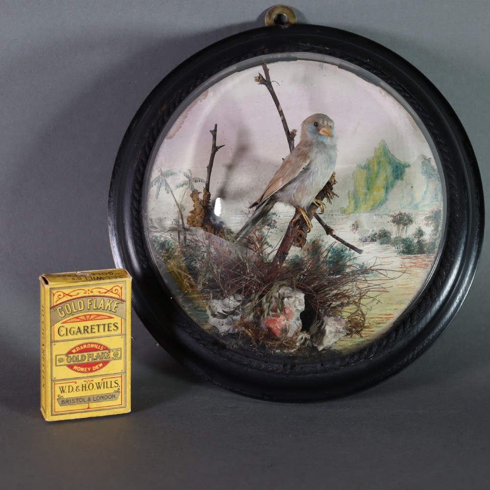 Victorian Taxidermy – stuffed female red-cheeked cordon-bleu (Uraeginthus bengalus) in ebonised wall dome View II