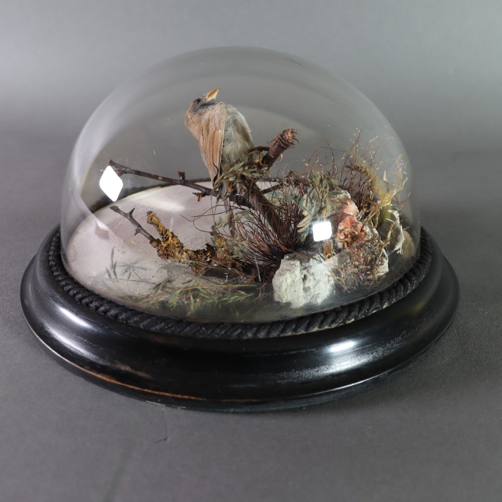 Victorian Taxidermy – stuffed female red-cheeked cordon-bleu (Uraeginthus bengalus) in ebonised wall dome View III