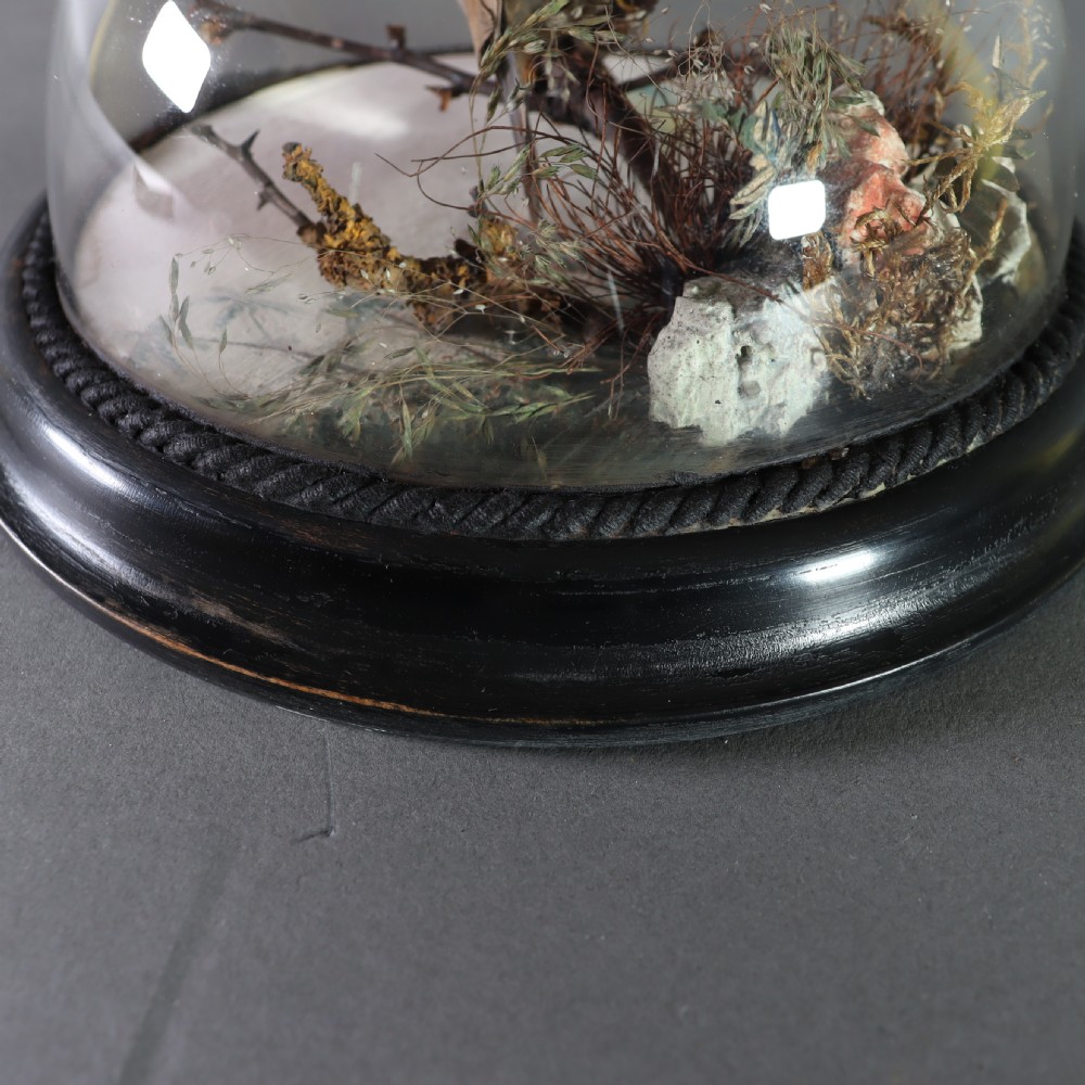 Victorian Taxidermy – stuffed female red-cheeked cordon-bleu (Uraeginthus bengalus) in ebonised wall dome View IV