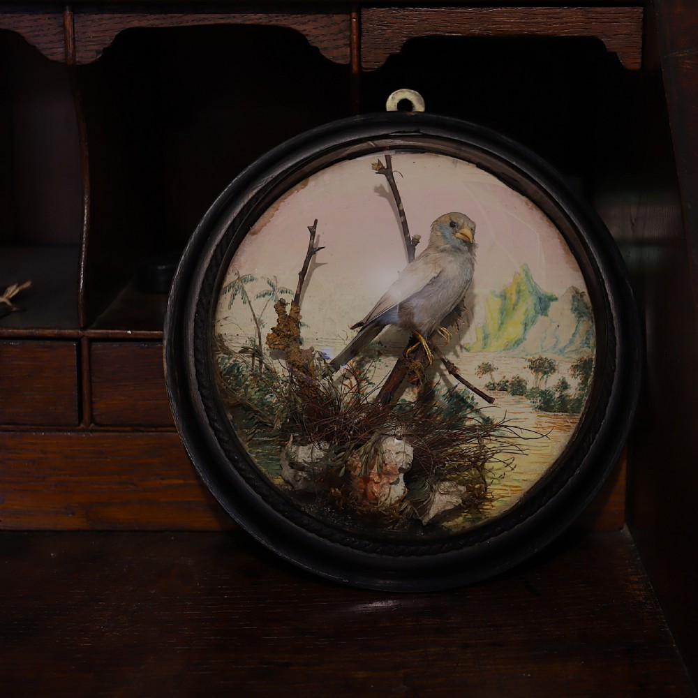 Victorian Taxidermy – stuffed female red-cheeked cordon-bleu (Uraeginthus bengalus) in ebonised wall dome View VI