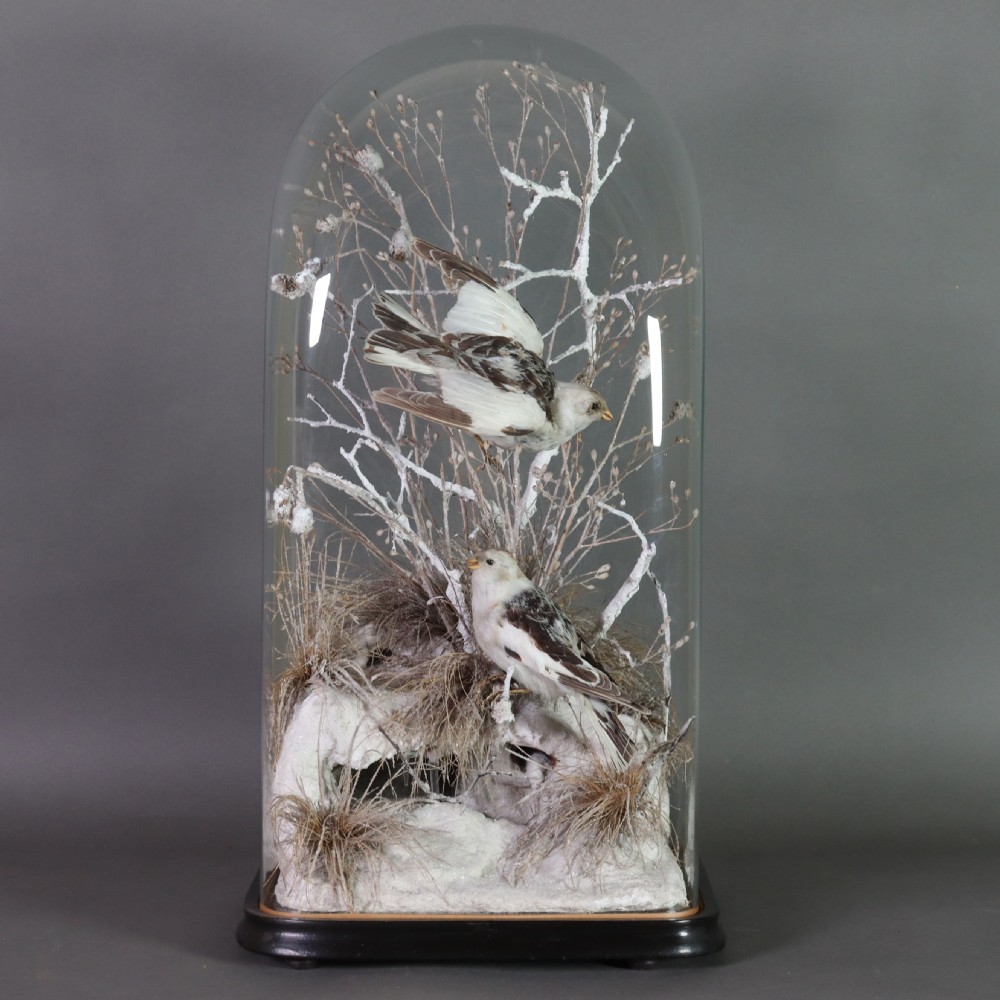 A pair of Victorian snow bunting taxidermy specimens displayed inside a tall glass dome on an ebonised wooden base.