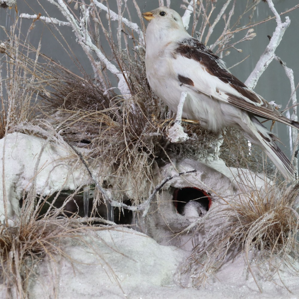 A pair of Victorian snow bunting taxidermy specimens displayed inside a tall glass dome on an ebonised wooden base. View III