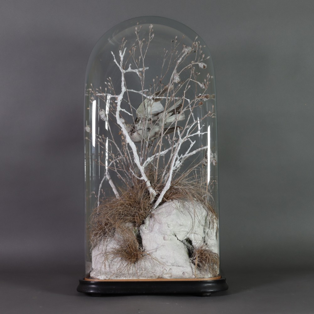 A pair of Victorian snow bunting taxidermy specimens displayed inside a tall glass dome on an ebonised wooden base. View IV